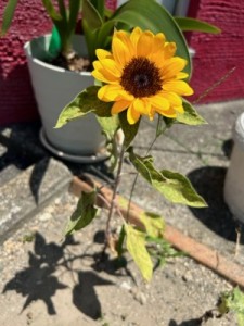 A5C5DFCF-6DBC-4937-923A-73007BD9A9A1